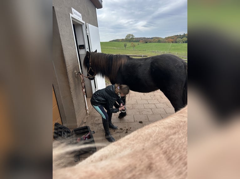 Islandpferd Stute 8 Jahre 139 cm Rappe in Nettersheim