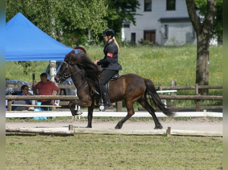 Islandpferd Stute 8 Jahre 139 cm Rappe in Nettersheim
