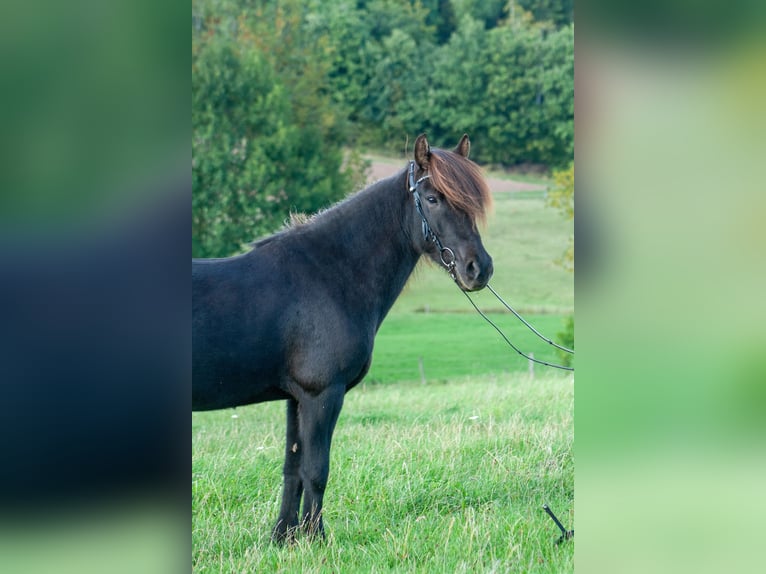 Islandpferd Stute 8 Jahre 139 cm Rappe in Nettersheim
