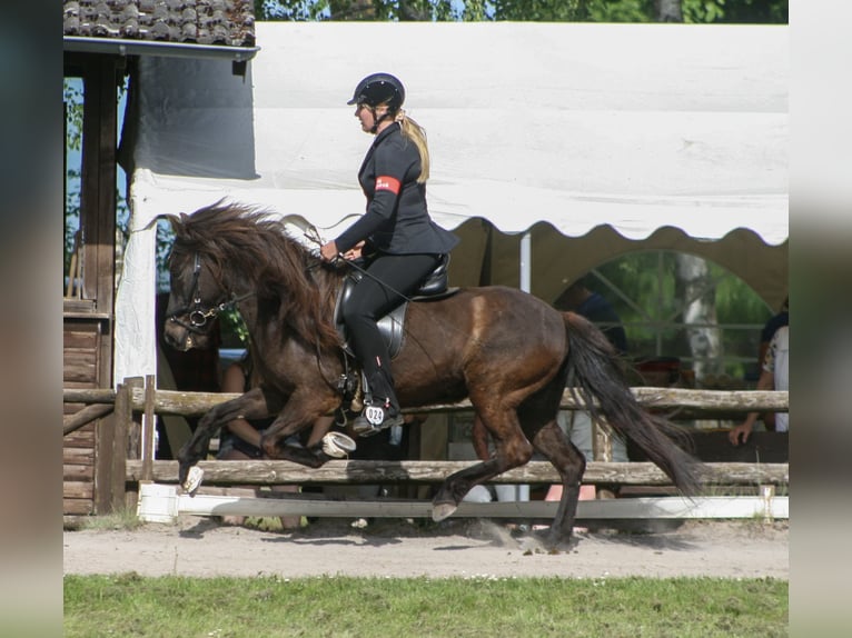 Islandpferd Stute 8 Jahre 139 cm Rappe in Nettersheim
