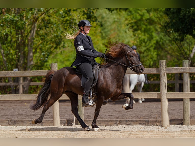Islandpferd Stute 8 Jahre 139 cm Rappe in Nettersheim