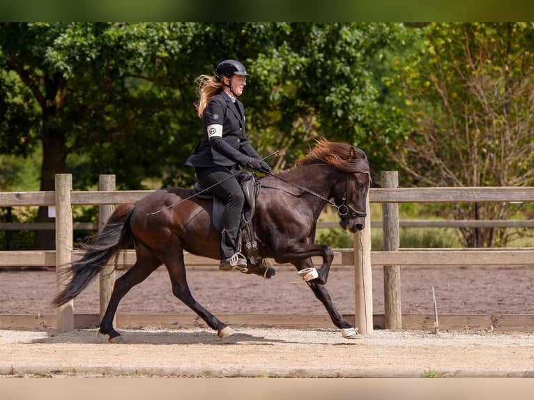 Islandpferd Stute 8 Jahre 139 cm Rappe in Nettersheim