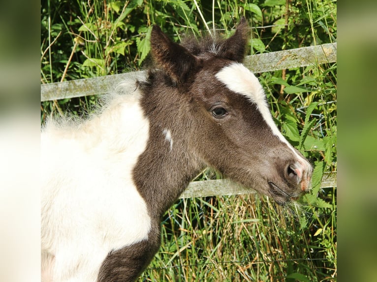 Islandpferd Stute 8 Jahre 139 cm Roan-Blue in Saarland