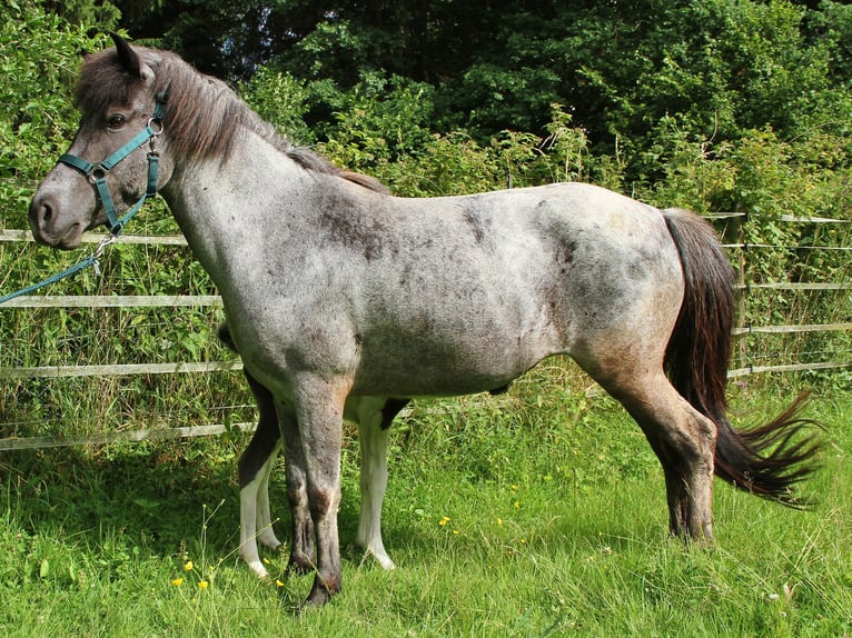 Islandpferd Stute 8 Jahre 139 cm Roan-Blue in Saarland