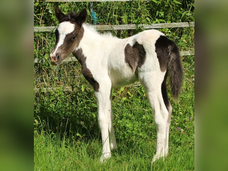 Islandpferd Stute 8 Jahre 139 cm Roan-Blue in Saarland