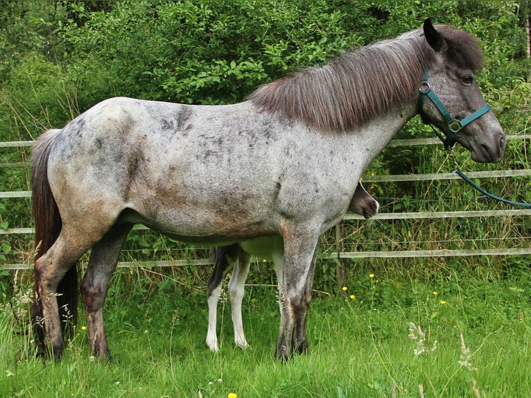 Islandpferd Stute 8 Jahre 139 cm Roan-Blue in Saarland