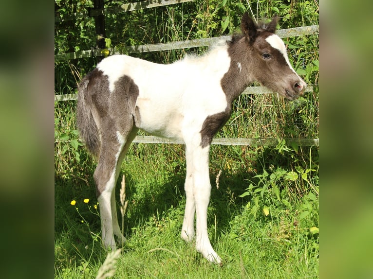 Islandpferd Stute 8 Jahre 139 cm Roan-Blue in Saarland