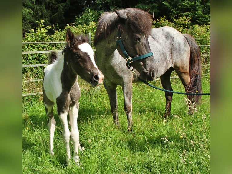Islandpferd Stute 8 Jahre 139 cm Roan-Blue in Saarland