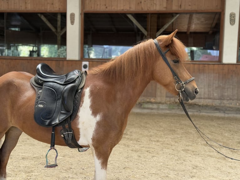 Islandpferd Stute 8 Jahre 139 cm Schecke in Lochen am See