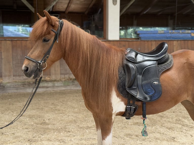 Islandpferd Stute 8 Jahre 139 cm Schecke in Lochen am See