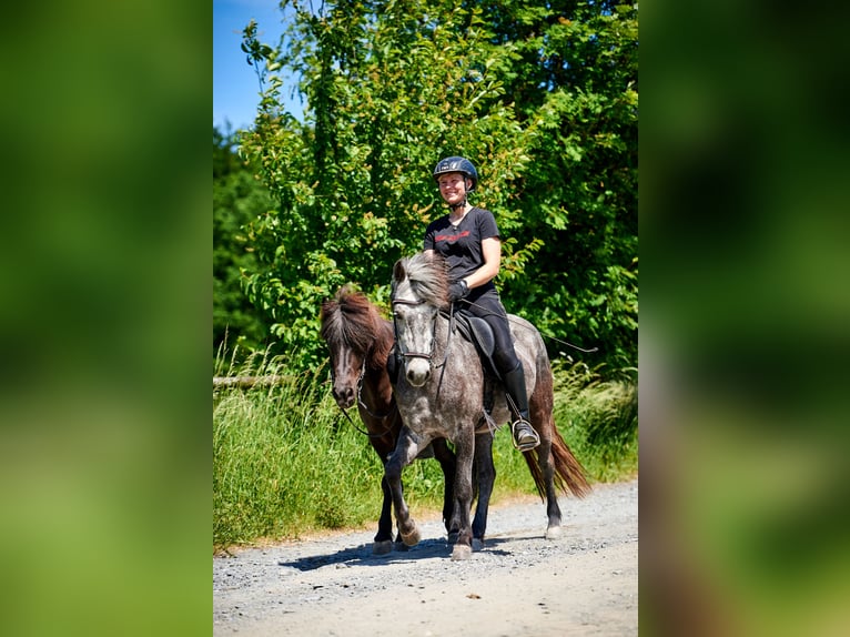 Islandpferd Stute 8 Jahre 140 cm Apfelschimmel in Idstein