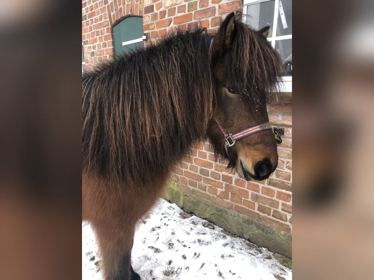 Islandpferd Stute 8 Jahre 140 cm Brauner in Klein Wittensee