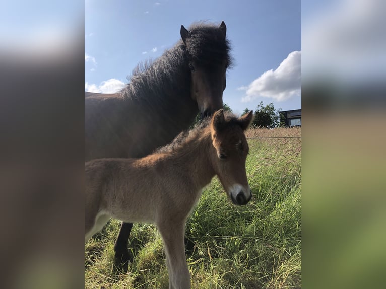 Islandpferd Stute 8 Jahre 140 cm Brauner in Klein Wittensee