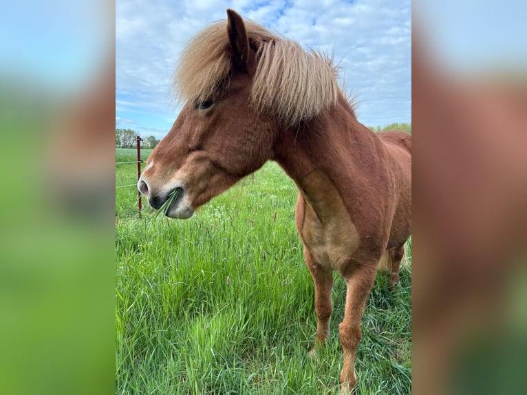 Islandpferd Stute 8 Jahre 140 cm Fuchs in Uelzen