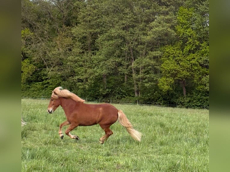 Islandpferd Stute 8 Jahre 140 cm Fuchs in Uelzen