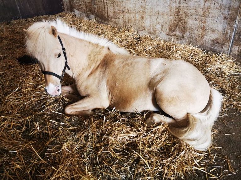 Islandpferd Stute 8 Jahre 140 cm Palomino in Eningen unter Achalm