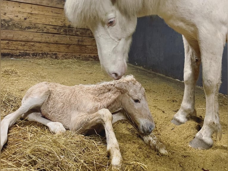 Islandpferd Stute 8 Jahre 140 cm Perlino in Vrees