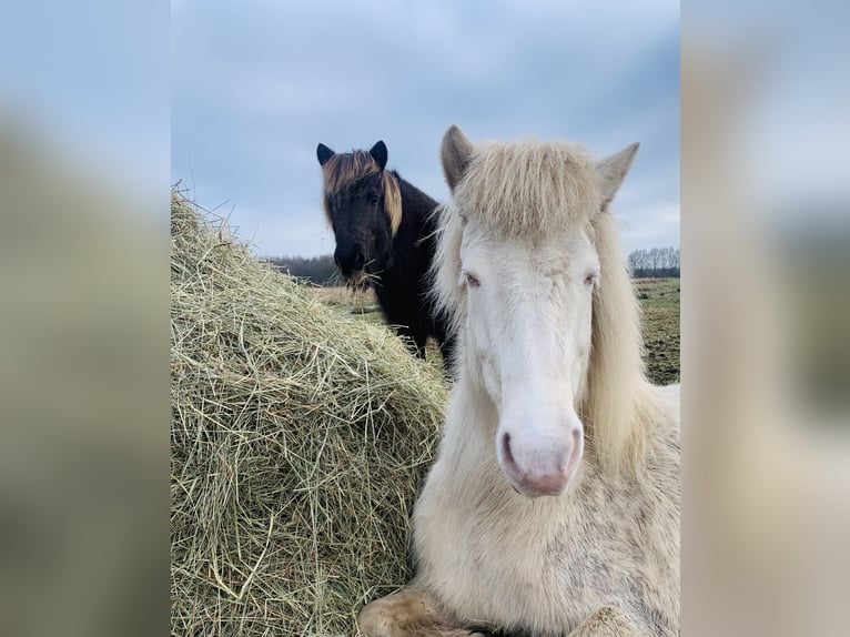 Islandpferd Stute 8 Jahre 140 cm Perlino in Vrees