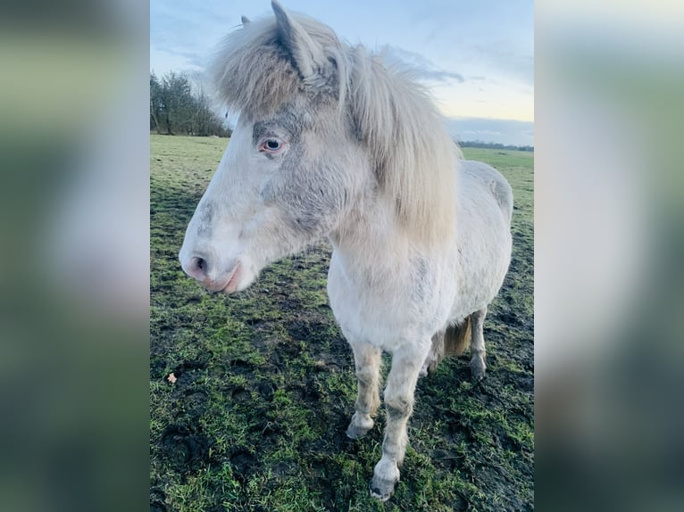 Islandpferd Stute 8 Jahre 140 cm Perlino in Vrees