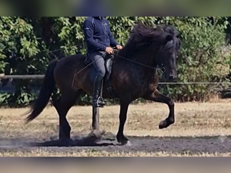 Islandpferd Stute 8 Jahre 140 cm Rappe in Wachtberg