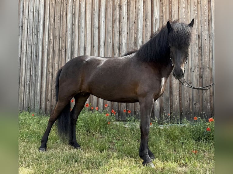 Islandpferd Stute 8 Jahre 140 cm Rappe in Wachtberg