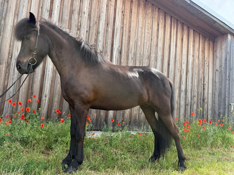 Islandpferd Stute 8 Jahre 140 cm Rappe in Wachtberg