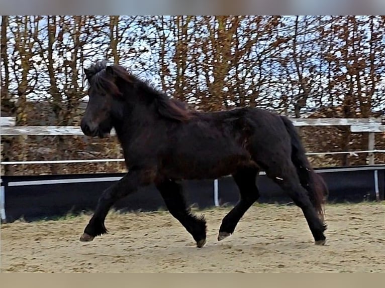 Islandpferd Stute 8 Jahre 140 cm Rappe in Wachtberg