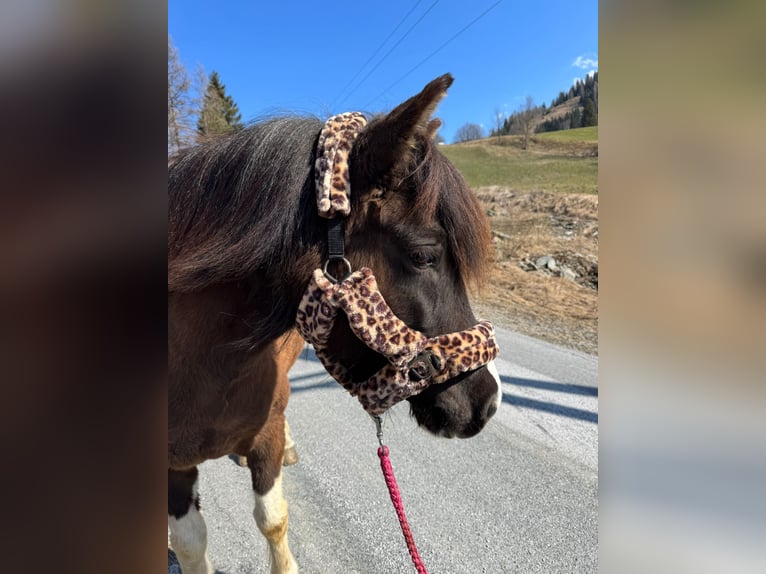 Islandpferd Stute 8 Jahre 140 cm Schecke in Rauris