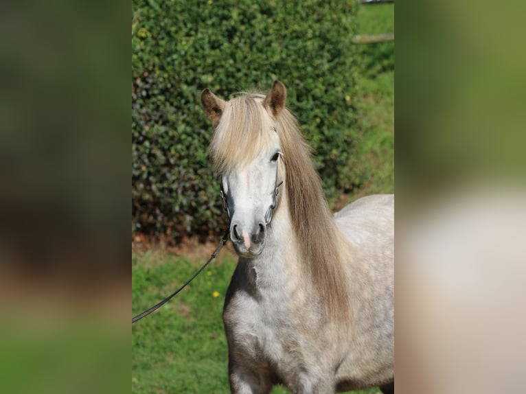Islandpferd Stute 8 Jahre 141 cm Apfelschimmel in Dohm-Lammersdorf