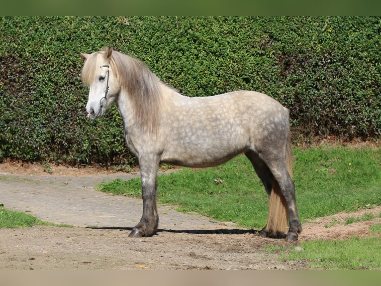 Islandpferd Stute 8 Jahre 141 cm Apfelschimmel in Dohm-Lammersdorf