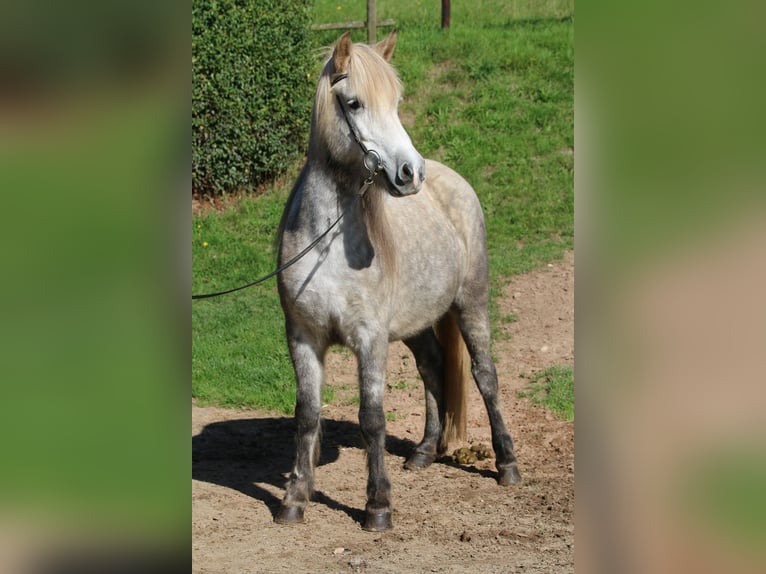 Islandpferd Stute 8 Jahre 141 cm Apfelschimmel in Dohm-Lammersdorf