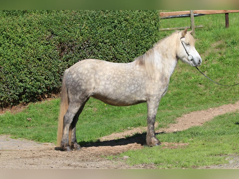Islandpferd Stute 8 Jahre 141 cm Apfelschimmel in Dohm-Lammersdorf