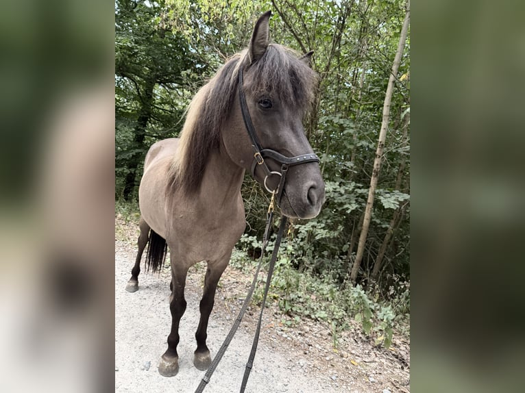 Islandpferd Stute 8 Jahre 141 cm Falbe in Regenstauf
