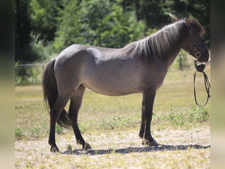 Islandpferd Stute 8 Jahre 141 cm Falbe in Regenstauf
