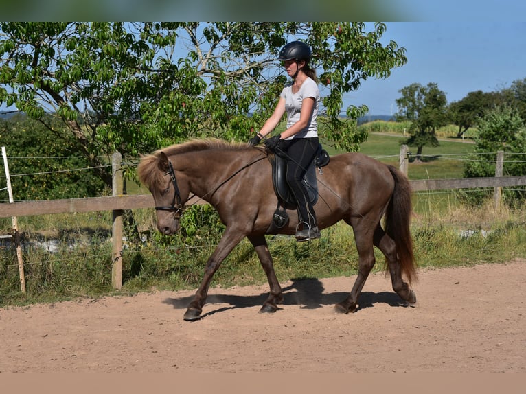 Islandpferd Stute 8 Jahre 141 cm in Adelmannsfelden