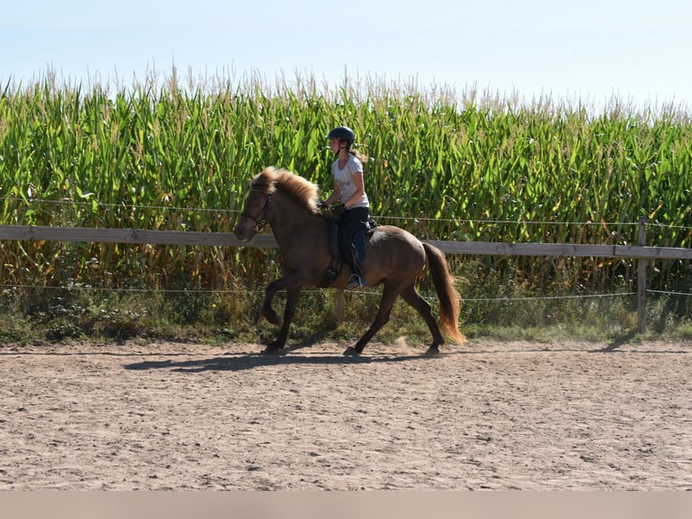 Islandpferd Stute 8 Jahre 141 cm in Adelmannsfelden
