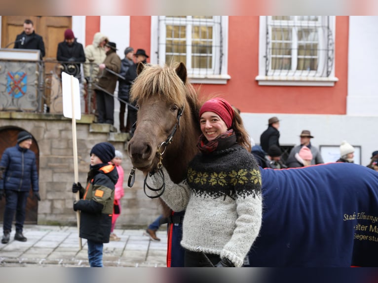Islandpferd Stute 8 Jahre 141 cm in Adelmannsfelden