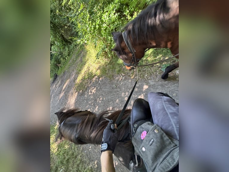 Islandpferd Stute 8 Jahre 142 cm Dunkelbrauner in Limbach-Oberfrohna