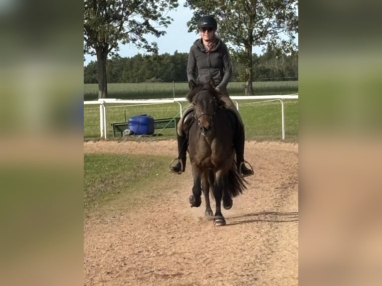 Islandpferd Stute 8 Jahre 142 cm Dunkelbrauner in Limbach-Oberfrohna
