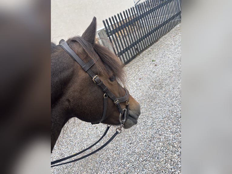Islandpferd Stute 8 Jahre 142 cm Dunkelbrauner in Limbach-Oberfrohna
