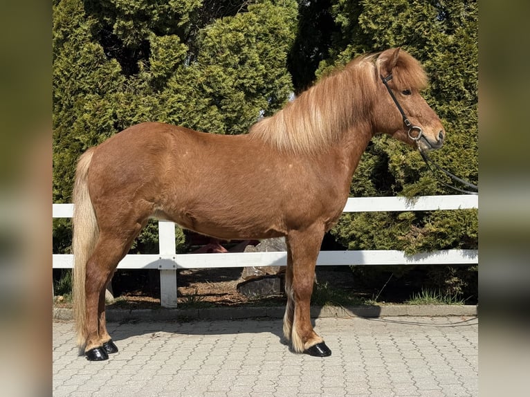 Islandpferd Stute 8 Jahre 142 cm Fuchs in Lochen am See