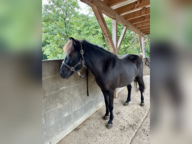 Islandpferd Stute 8 Jahre 142 cm Rappe in Waiblingen