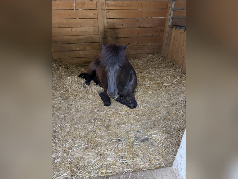 Islandpferd Stute 8 Jahre 142 cm Rappe in Waiblingen