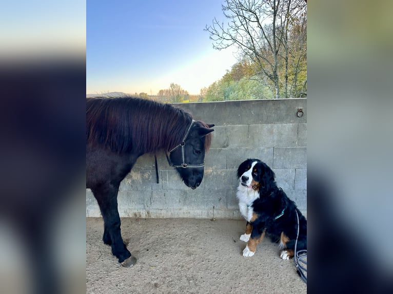 Islandpferd Stute 8 Jahre 142 cm Rappe in Waiblingen
