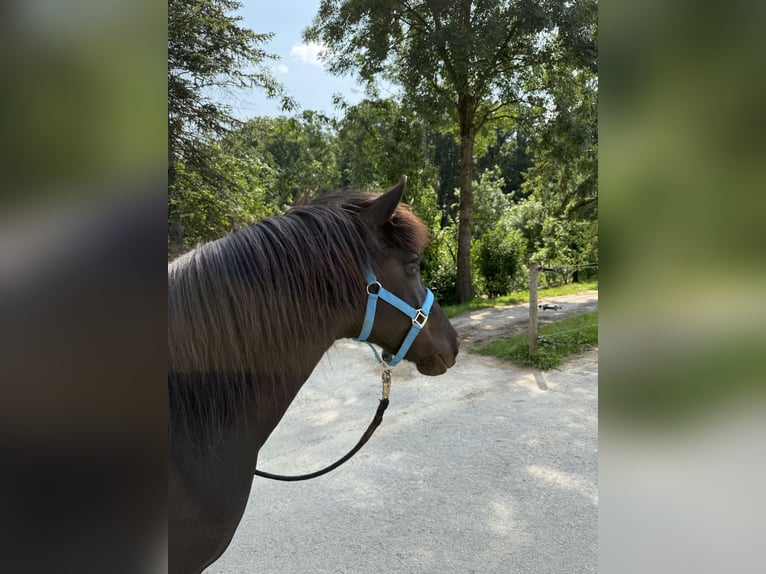Islandpferd Stute 8 Jahre 142 cm Rappe in Waiblingen
