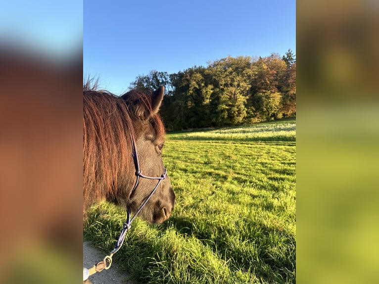 Islandpferd Stute 8 Jahre 142 cm Rappe in Waiblingen
