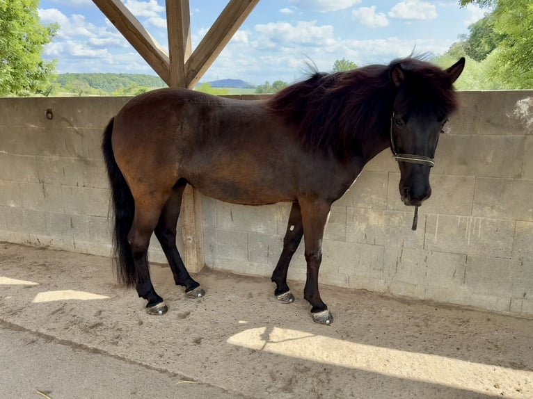Islandpferd Stute 8 Jahre 142 cm Rappe in Waiblingen