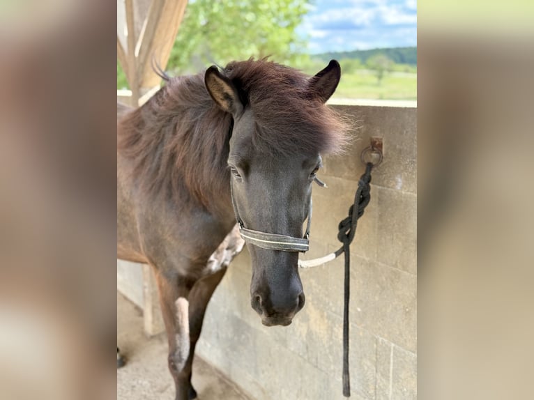 Islandpferd Stute 8 Jahre 142 cm Rappe in Waiblingen