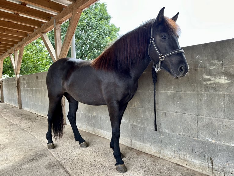 Islandpferd Stute 8 Jahre 142 cm Rappe in Waiblingen