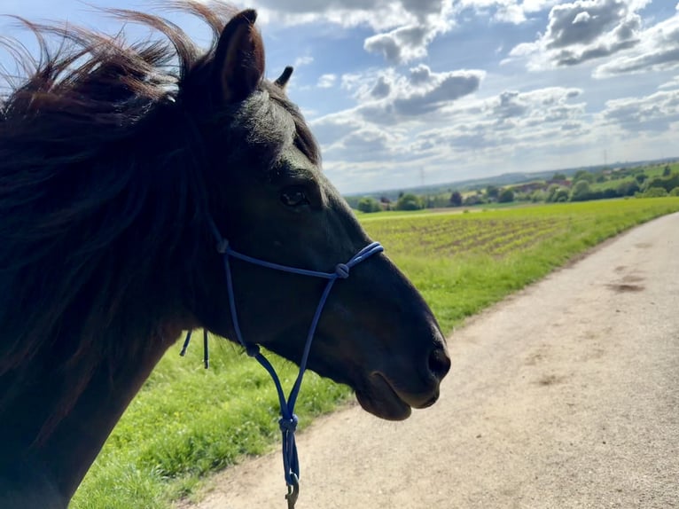 Islandpferd Stute 8 Jahre 142 cm Rappe in Waiblingen